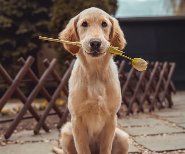 Golden Retriever mit Blume