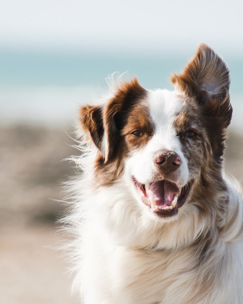 Australian Shepherd am Strand