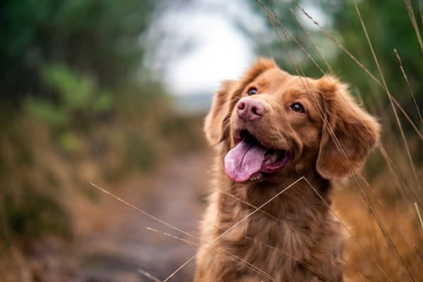 Hund auf einem Feldweg