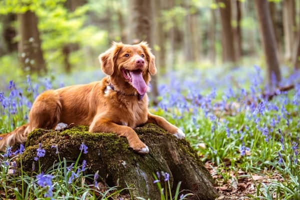 Hund im Blumenfeld